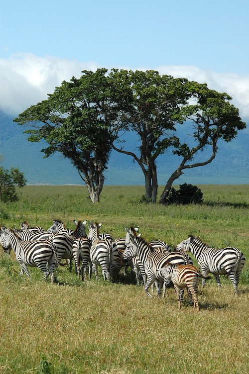 safari kenya